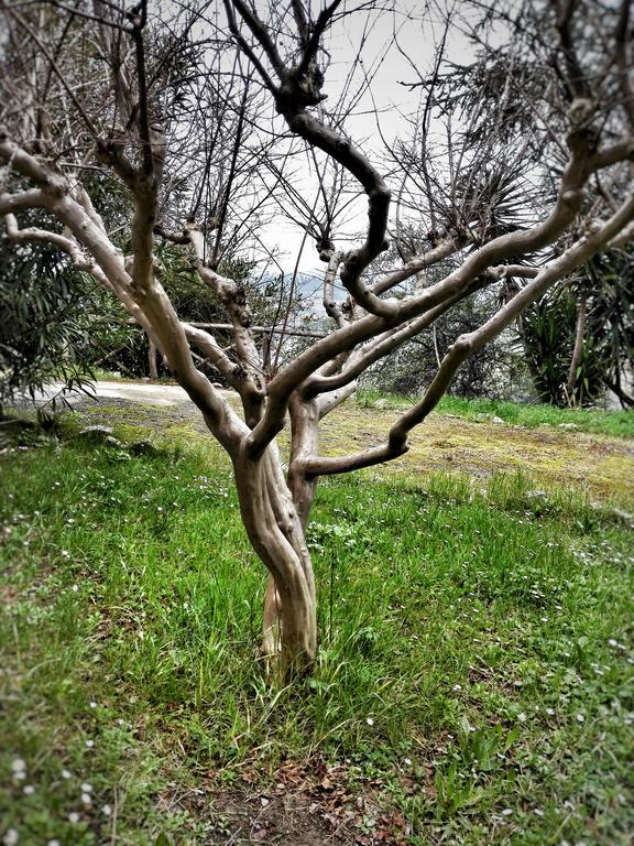 Meravilla Ασκόλι Πιτσένο Εξωτερικό φωτογραφία