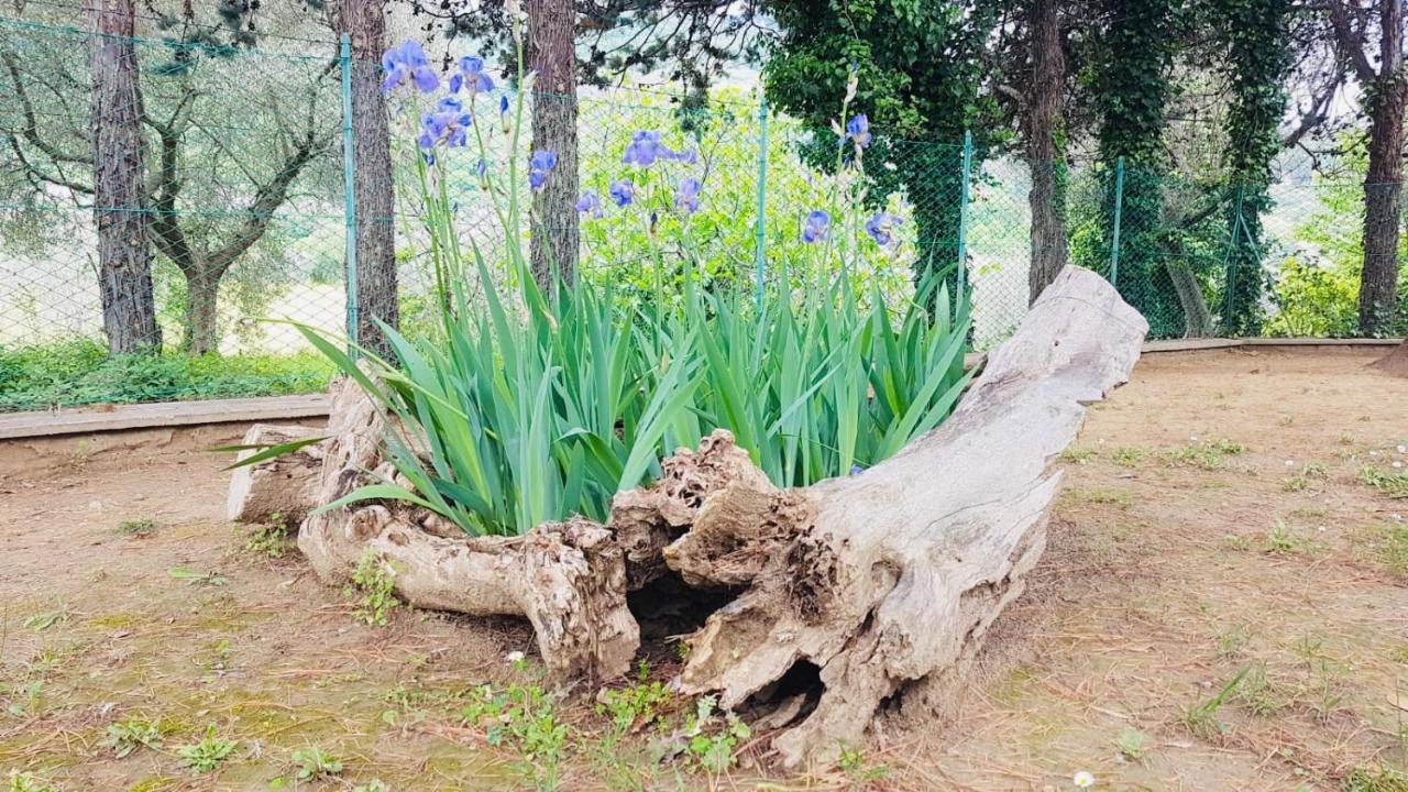 Meravilla Ασκόλι Πιτσένο Εξωτερικό φωτογραφία